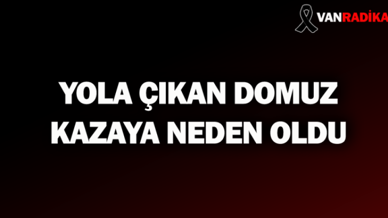 Yola çıkan Domuz Kazaya Neden Oldu Yaralılar Var