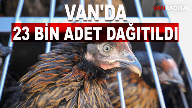 VAN’DA 23 BİN YARKA CİNSİ TAVUK DAĞITILDI